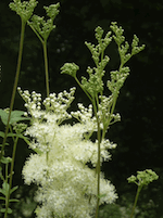 Älggräs, älgört (Filipendula ulmaria) Älggräs, älgört (Filipendula ulmaria)