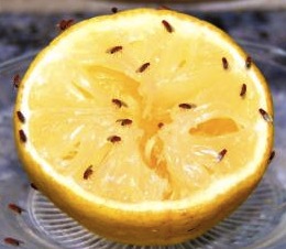 husmorstips bananflugor husmorstips bananflugor